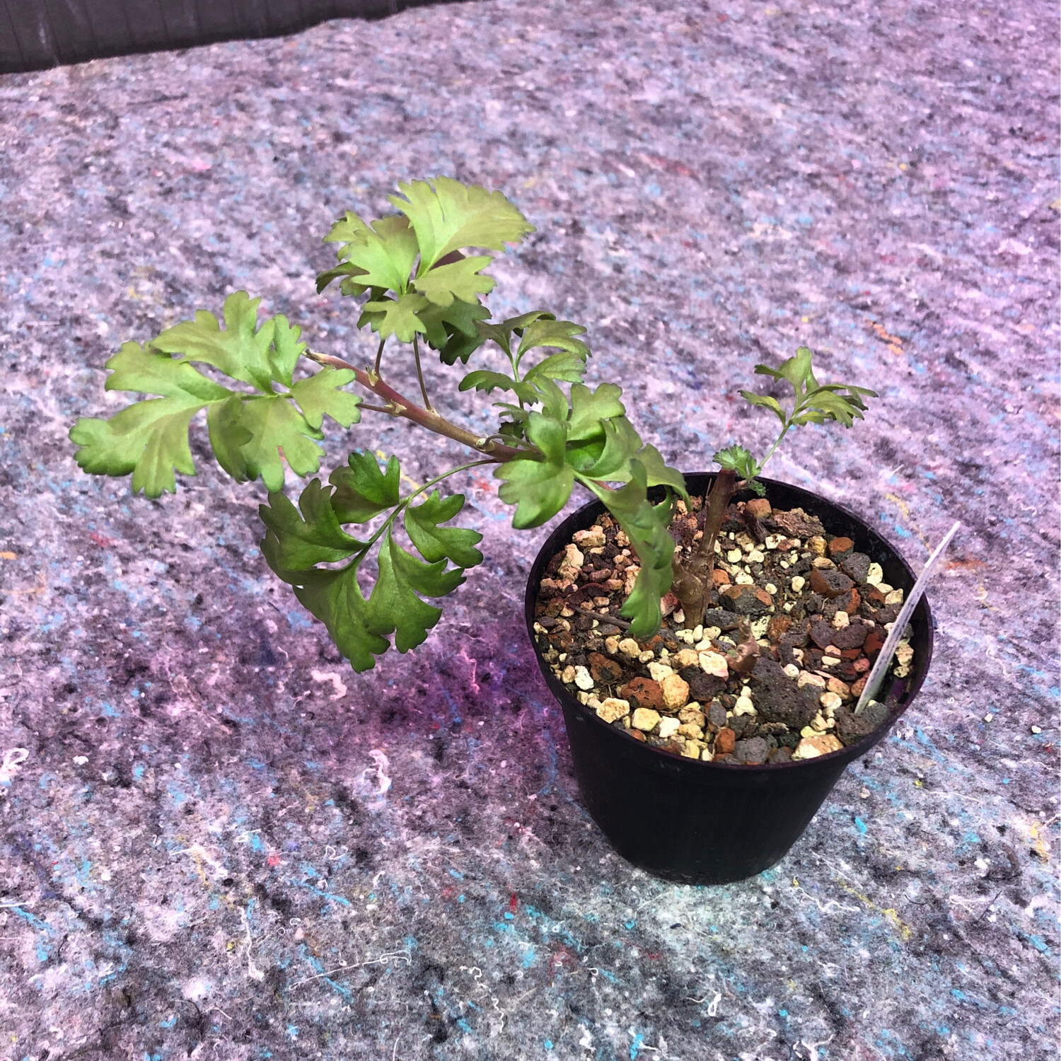 Pelargonium pachypodium