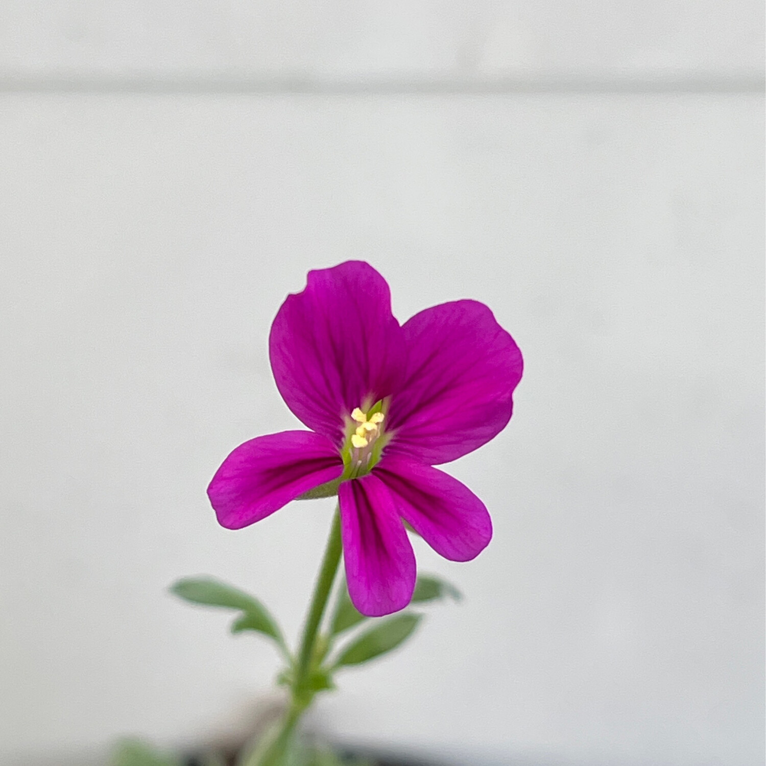 Pelargonium sericifolium