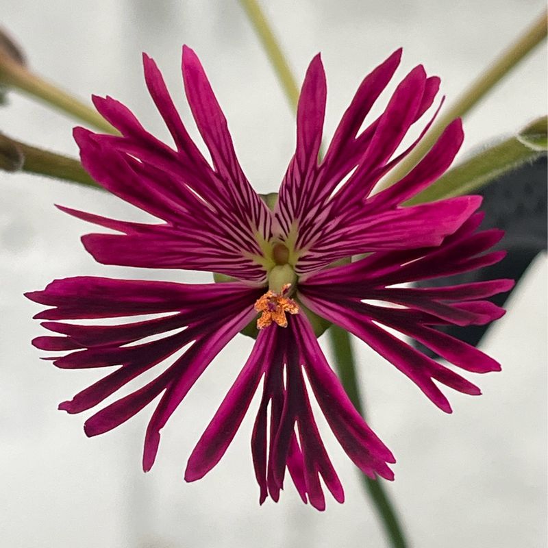 Pelargonium Schizo Extravaganza