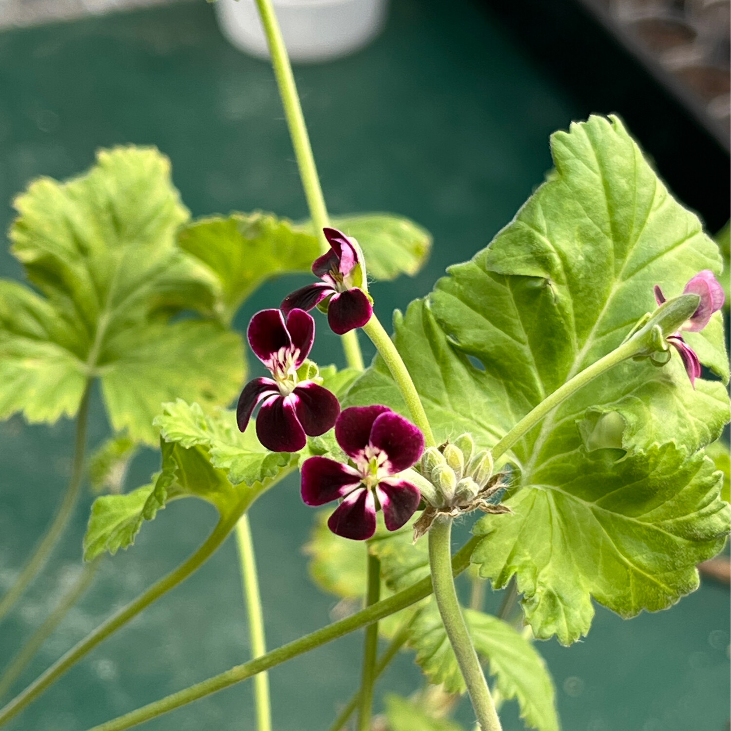 Pelargonium Neglexi Velvet