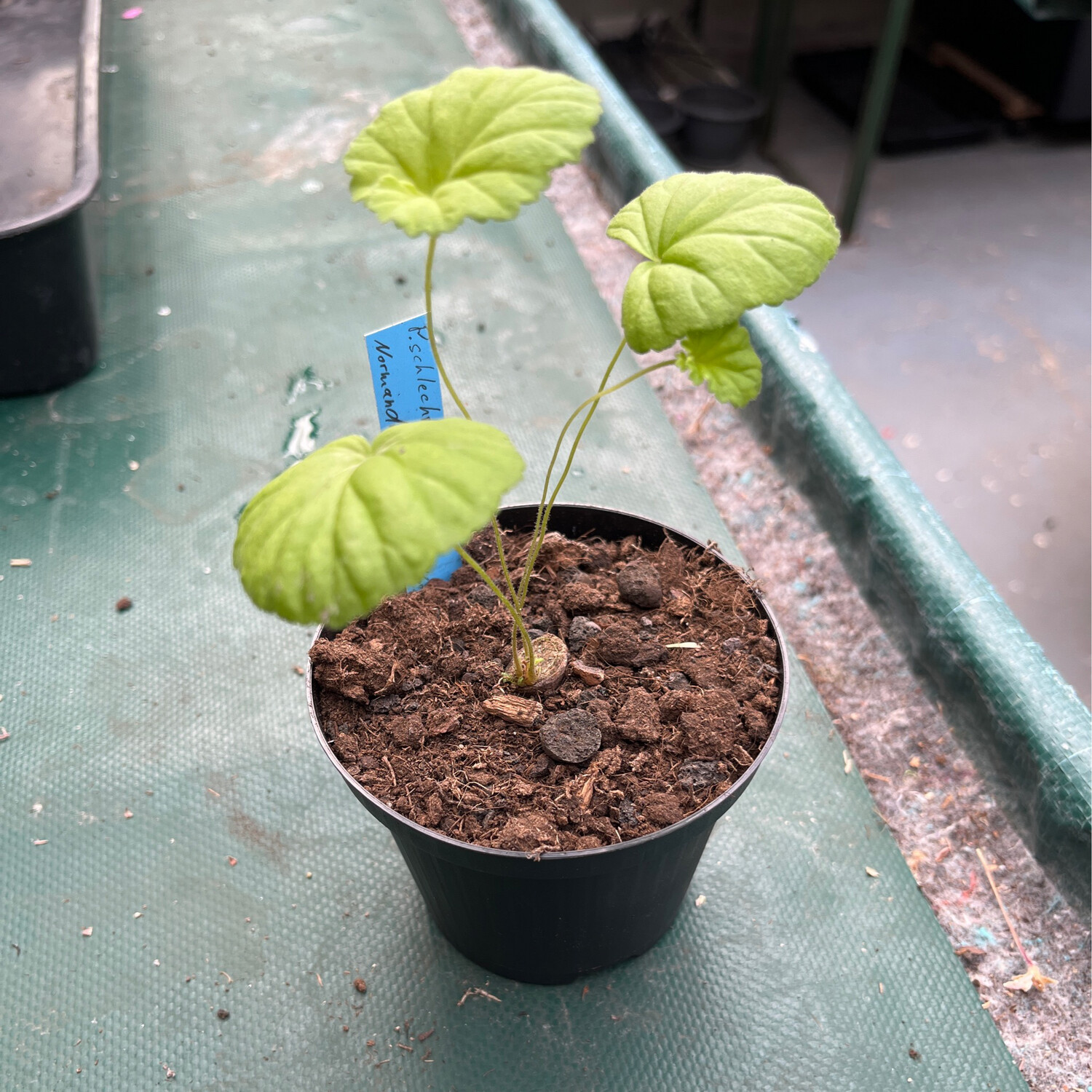Pelargonium schlechterii