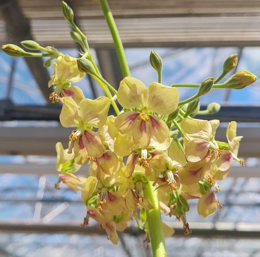 Pelargonium schlechteri