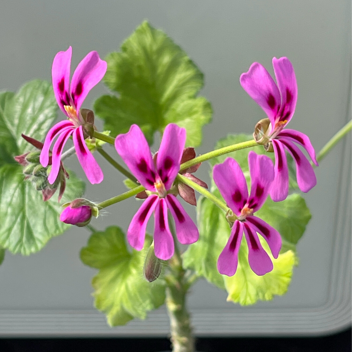 Pelargonium echinatum Atomic Purple