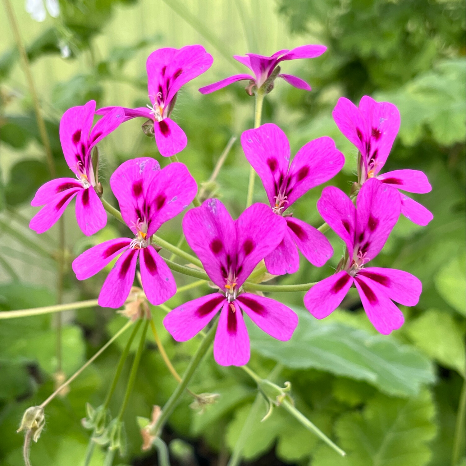 Pelargonium echinatum Atomic Magenta
