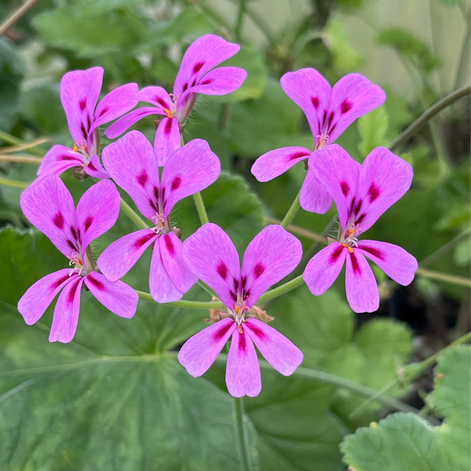 Pelargonium echinatum Atomic Pink