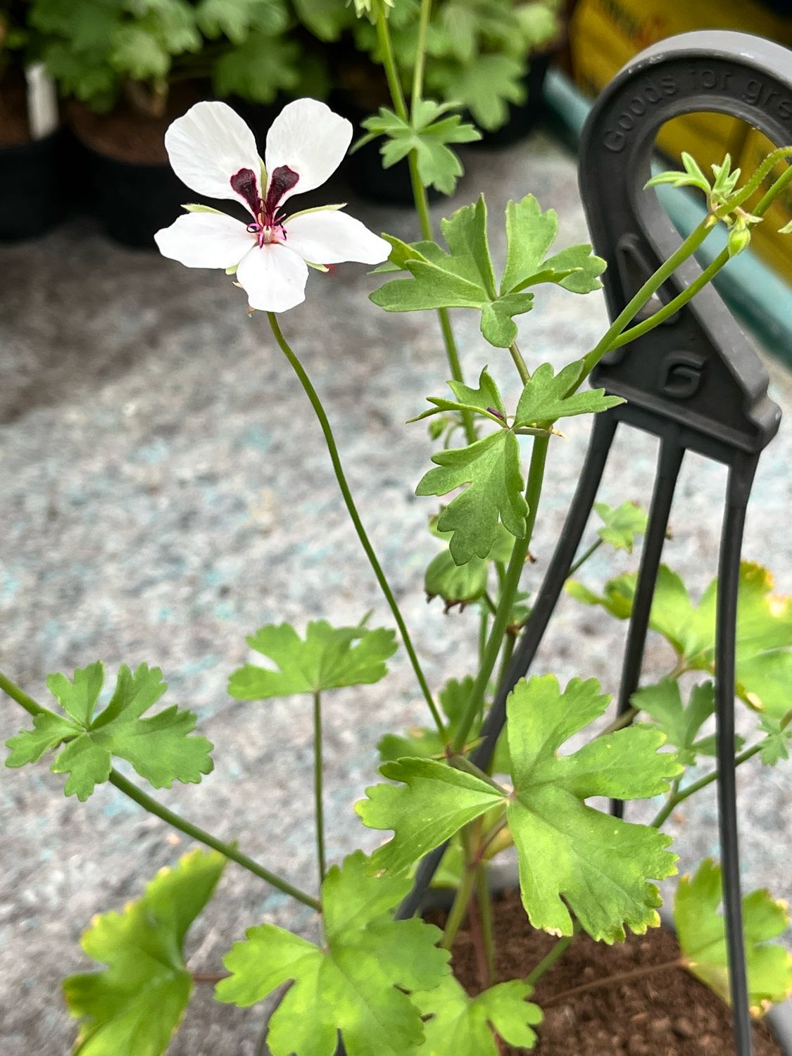 Pelargonium tenuicaule