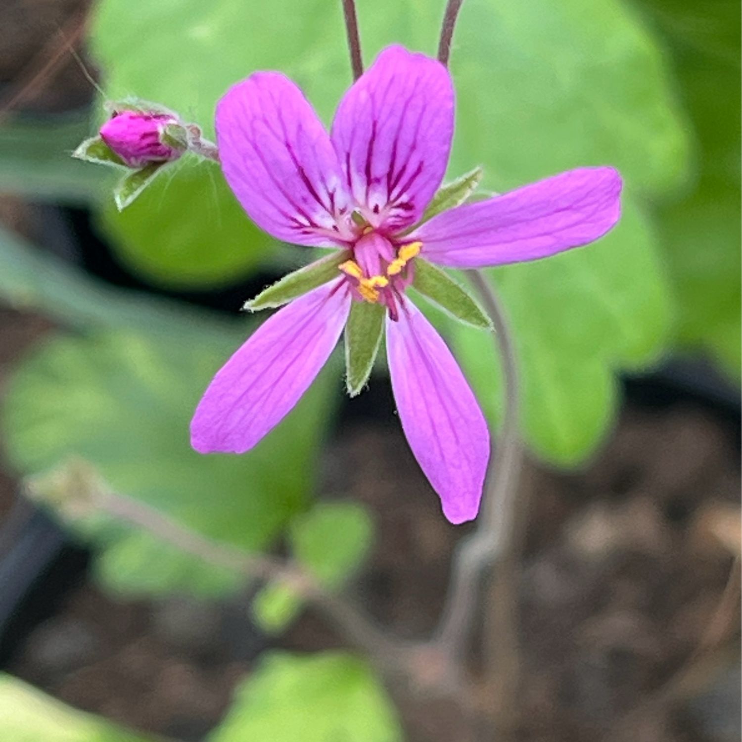 Pelargonium rodneyanum