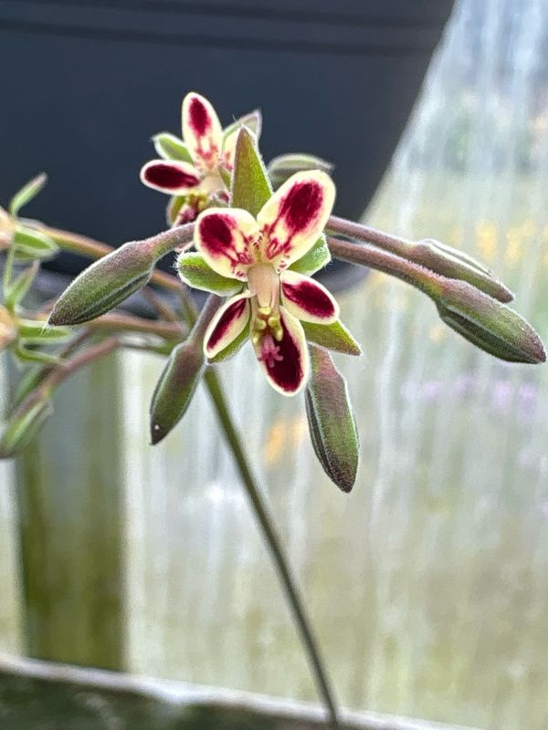 Pelargonium Lara Dreamtime