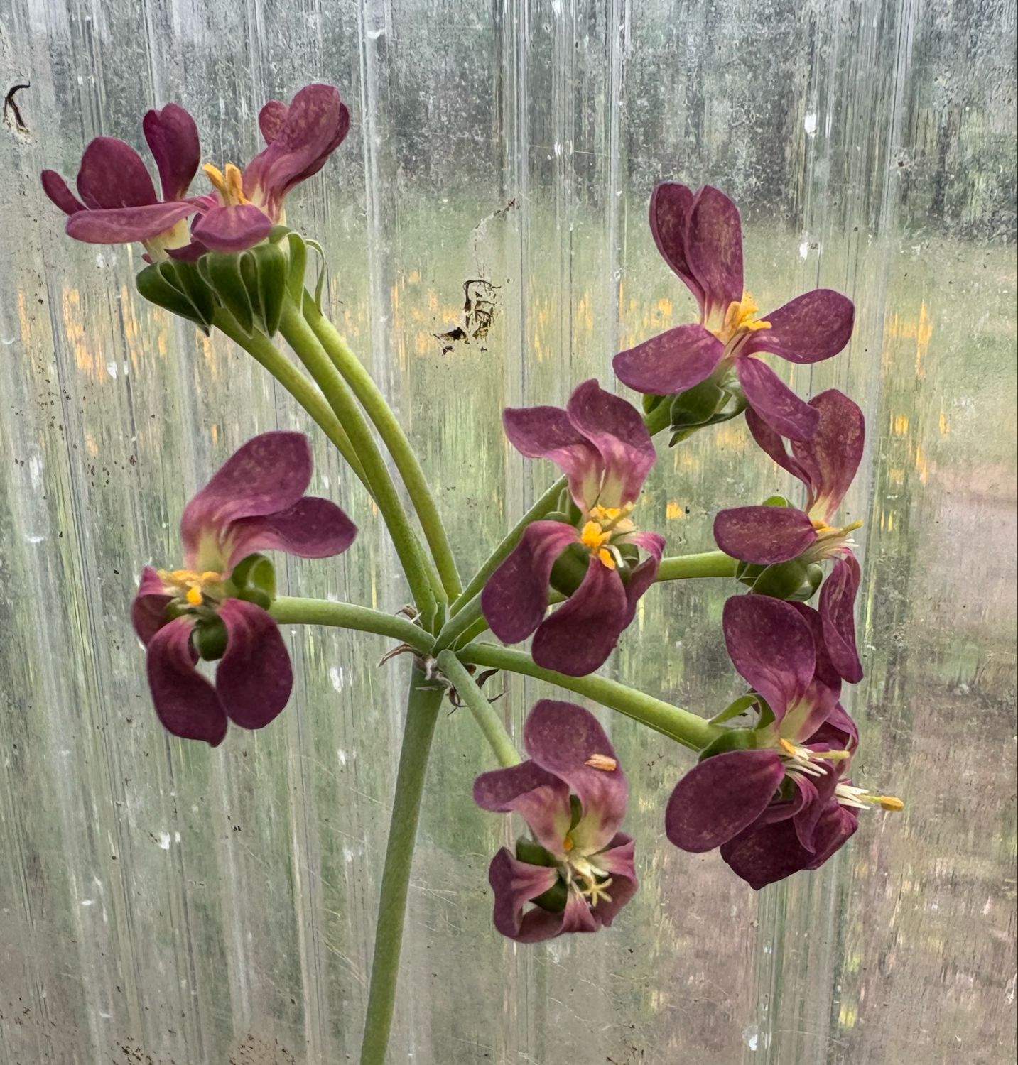 Pelargonium Gibbosina Para's Deep Purple