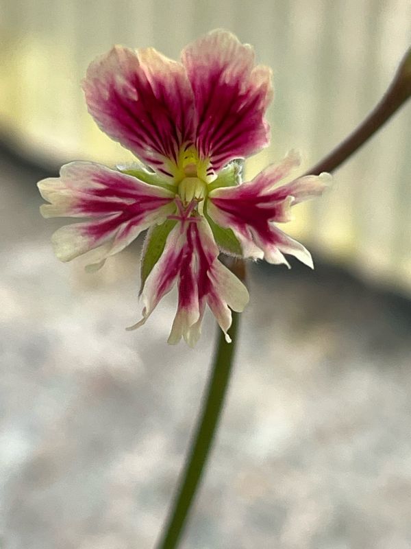Pelargonium Para's Jonas