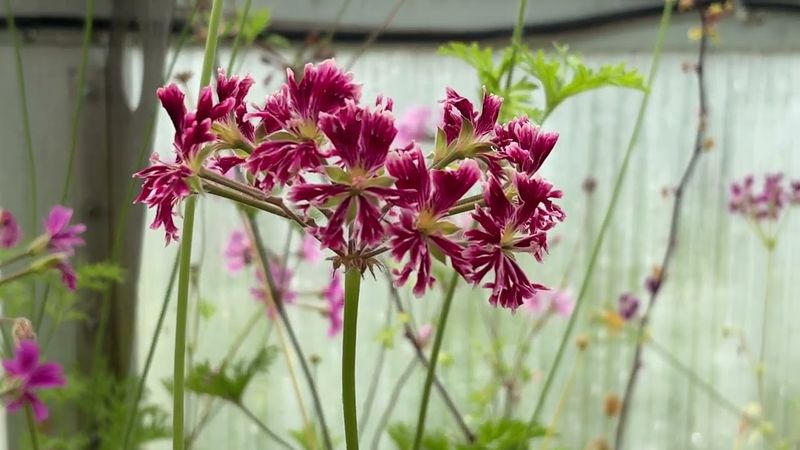 Pelargonium Para's Jonas
