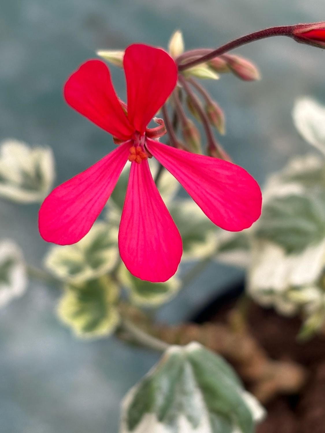 Pelargonium 'Silver Kewense'