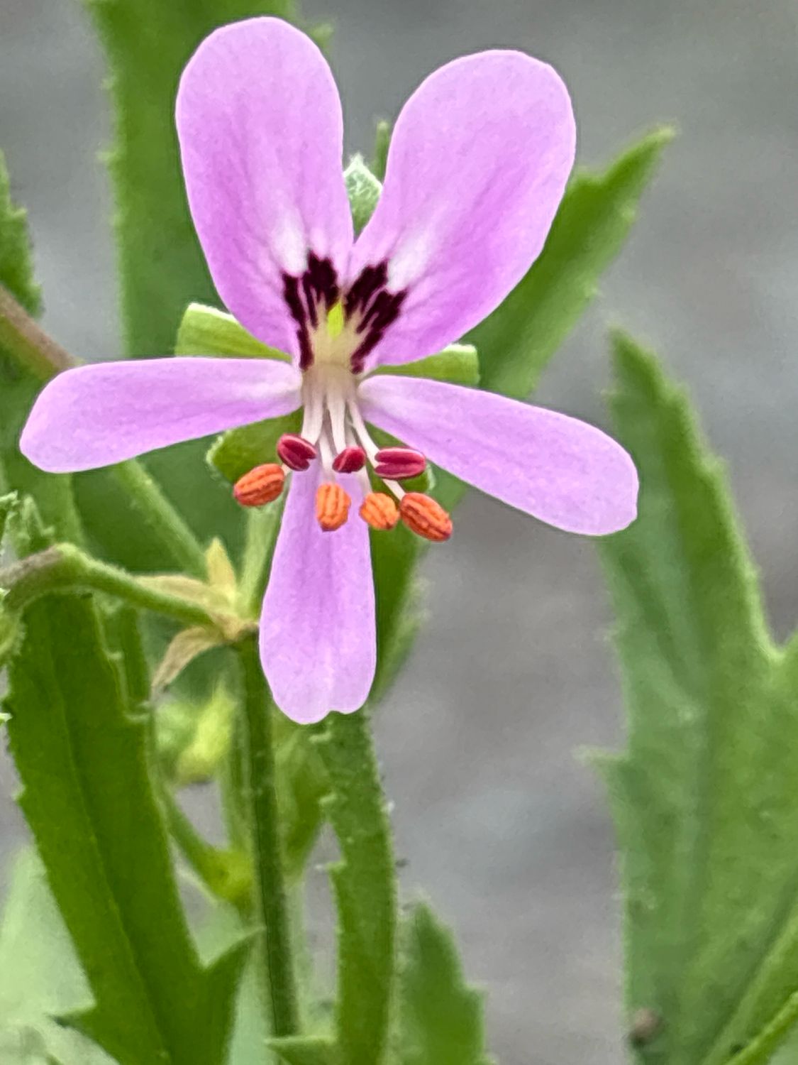 Pelargonium scabrum
