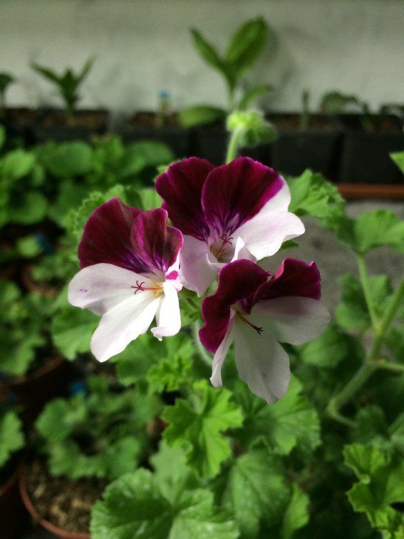 Pelargonium 'Quantock Marjorie'