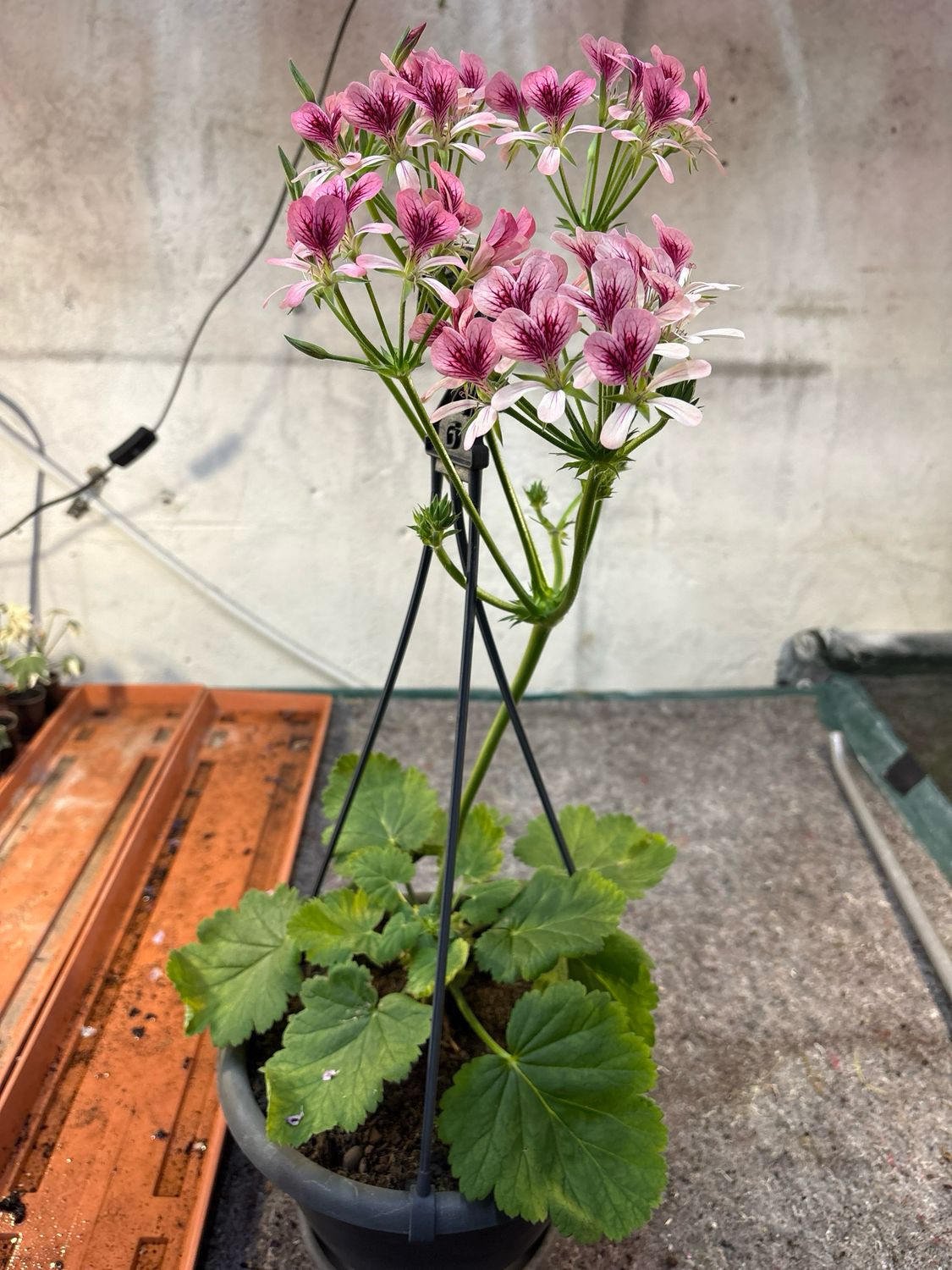 Pelargonium Para's Pink Explosion Pelargonium Para's Pink Explosion