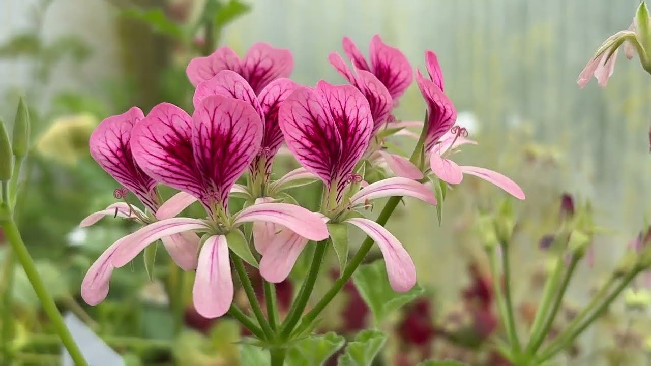 Pelargonium Para's Pink Explosion Pelargonium Para's Pink Explosion