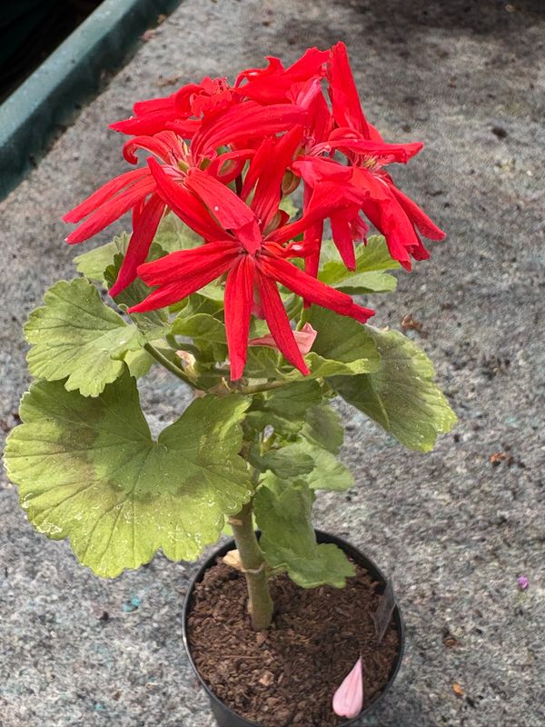 Pelargonium hortorum Para's Fiery Star