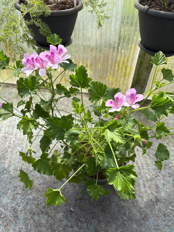 Pelargonium Para's Flora Surprise