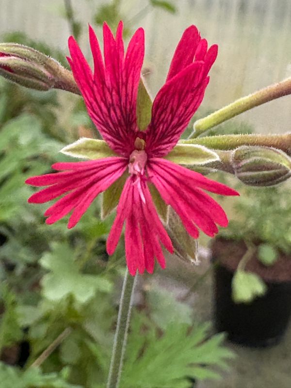 Pelargonium Para's Queen of the Wasps
