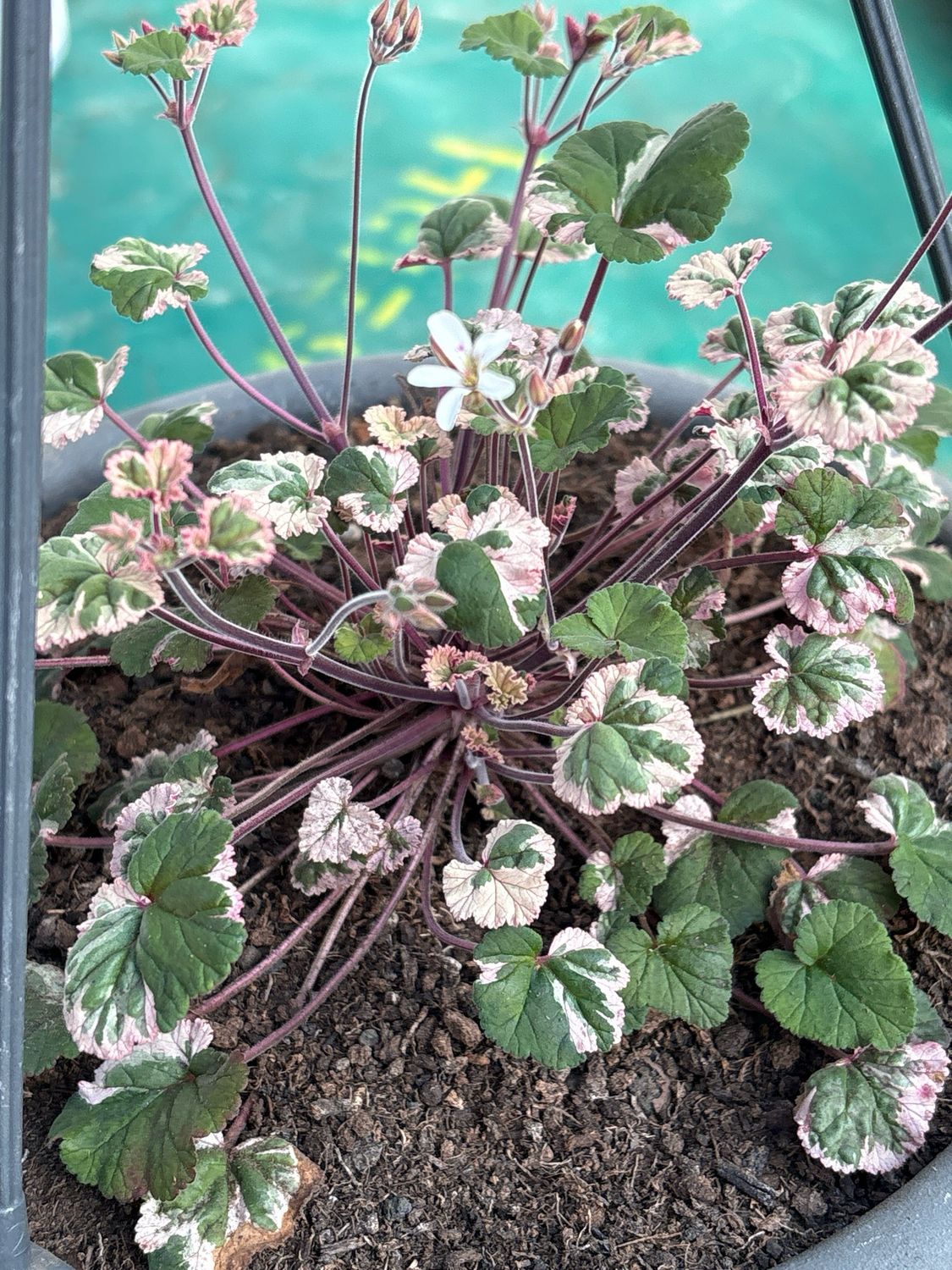 Pelargonium australe Tasmanian Form Variegatum