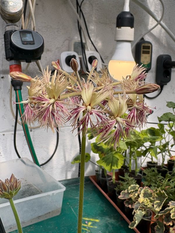 Pelargonium ERAs Cirrus