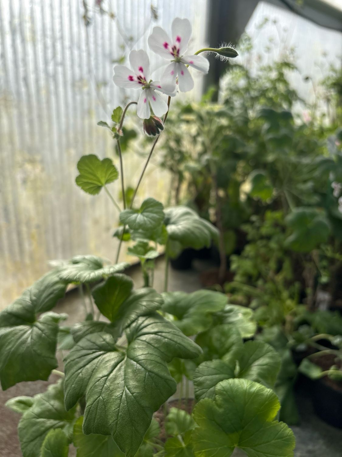 Pelargonium echinatum 2617