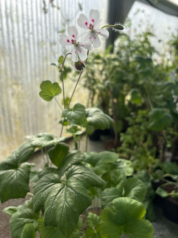 Pelargonium echinatum 2617
