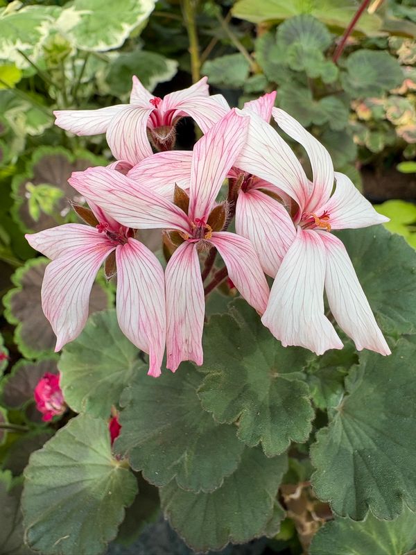 Pelargonium miniatur Para's Cinderella