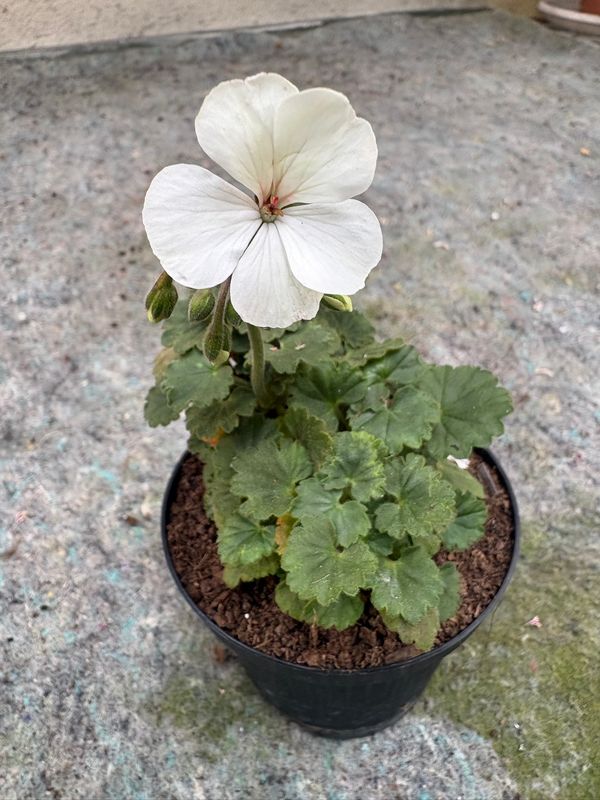Pelargonium miniatur Para's Shiro Waisei Pelargonium miniatur Para's Shiro Waisei