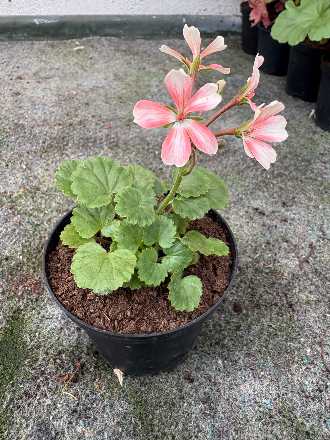 Pelargonium miniatur Para's Linus Pelargonium miniatur Para's Linus