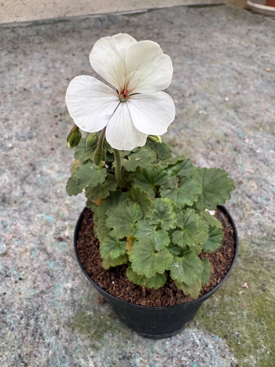 Pelargonium miniatur Para's Shirobana Pelargonium miniatur Para's Shirobana