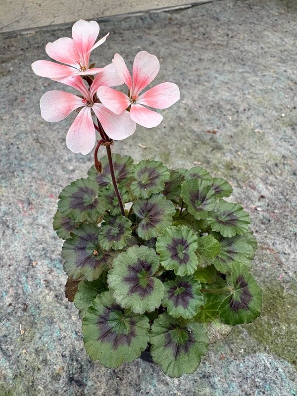 Pelargonium miniatur Para's Sylvia Pelargonium miniatur Para's Sylvia