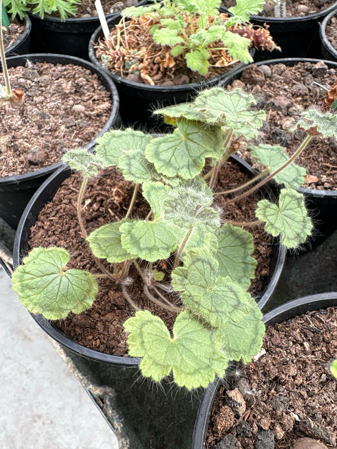 Pelargonium articulatum Pelargonium articulatum