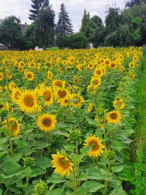 Sonnenblumenprodukte