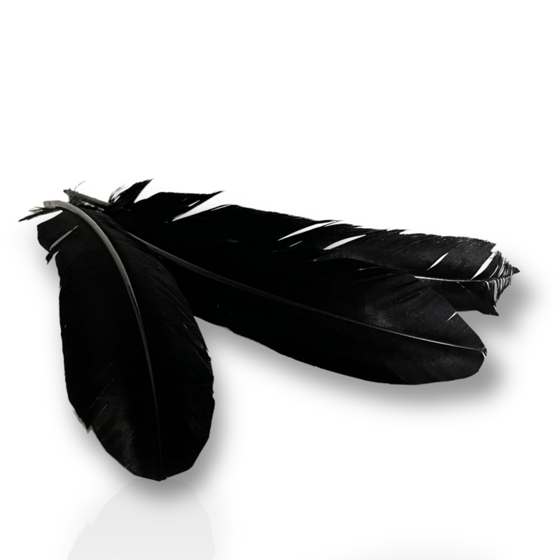 Turkey Feder schwarz Turkey Feder schwarz