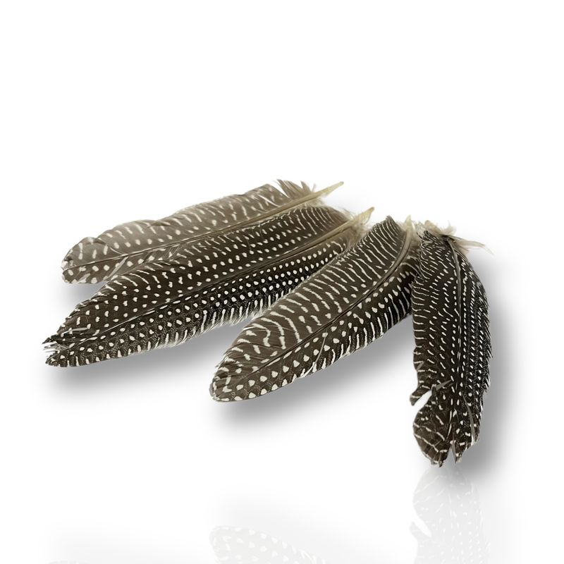 Perlhuhnfeder Perlhuhnfeder