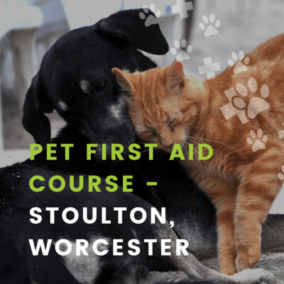 CANINE FIRST AID COURSE - STOULTON, WORCESTER | May 19th 2024
