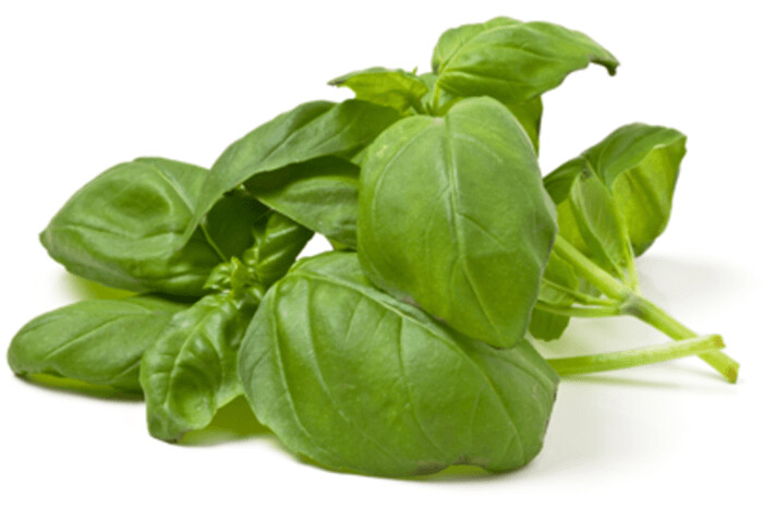 Basilicum per bosje