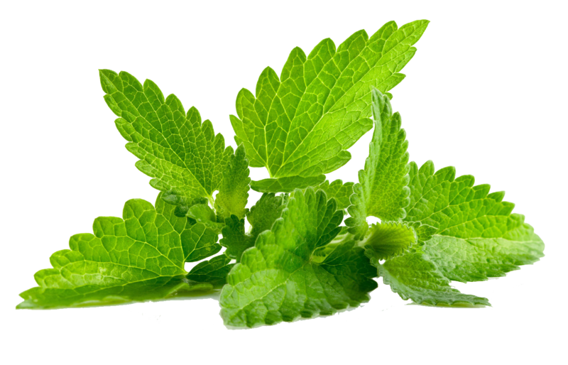 Mint per bosje