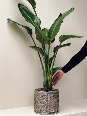 Verzorging Strelitzia