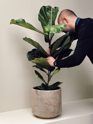 Verzorging Ficus Lyrata