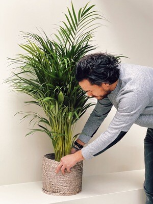 Verzorging Areca