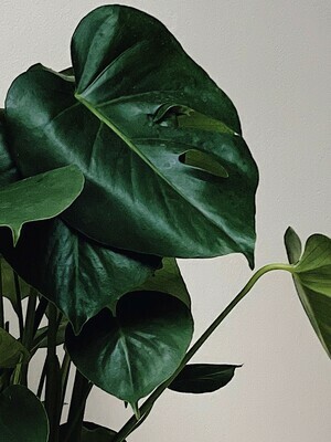 Verzorging Monstera