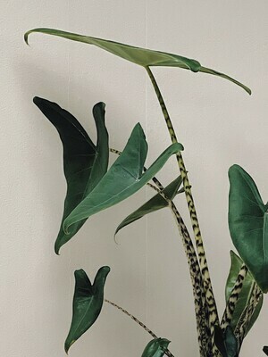 Verzorging Alocasia