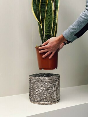 Verzorging Sanseveria