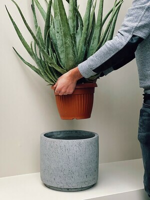 Verzorging Aloe Vera