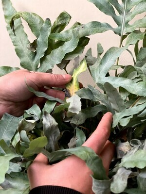 Verzorging Phlebodium