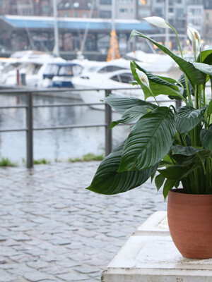 Luchtzuiverende planten