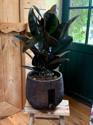 Verzorging Ficus Elastica