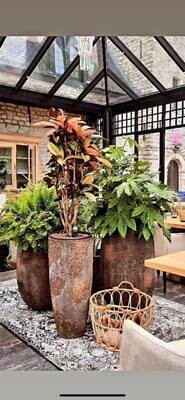 Luxe Kamerplanten